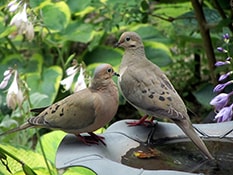 Mourning Dove