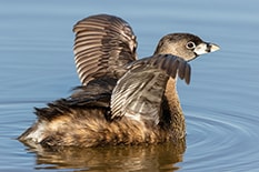 Pied-billed Grebes