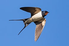 Barn Swallow