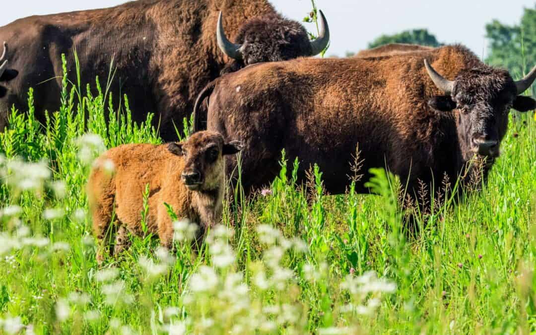 Nachusa Grasslands