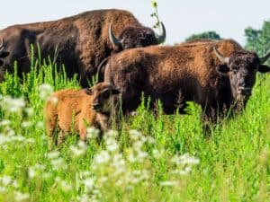 Nachusa Grasslands