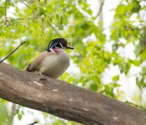 Wood duck in a tree Nate Rathbun USFWS